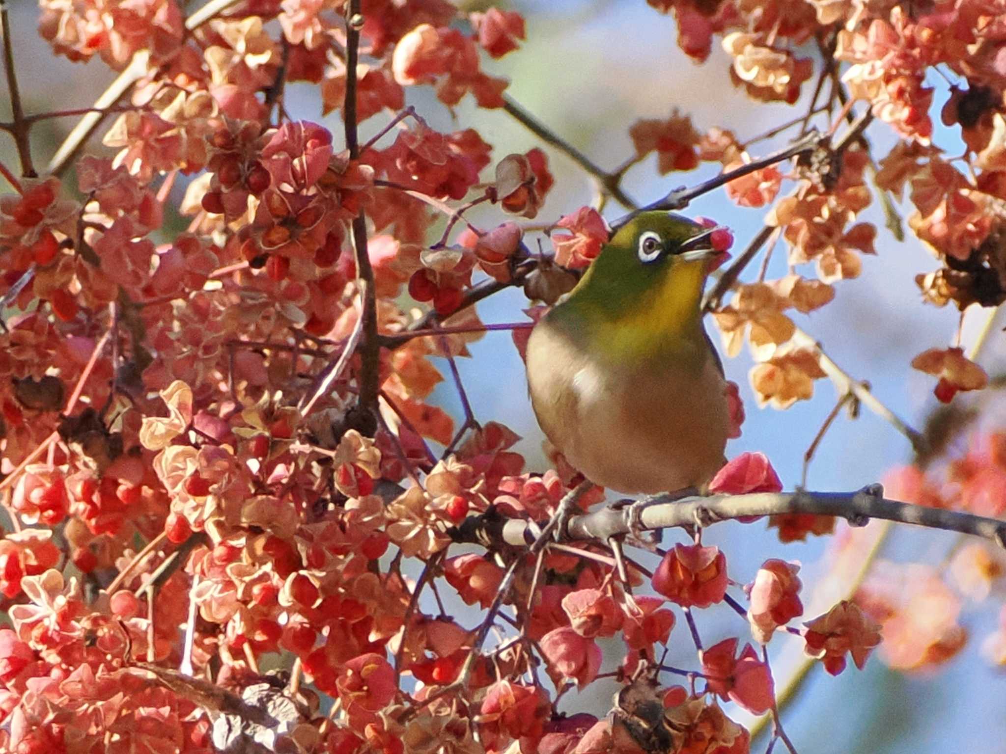 2025年1月1日(水) 舞岡公園の野鳥観察記録 by リンリン | ZooPicker 2025年1月1日(水) 舞岡公園の野鳥観察記録 by リンリン | ZooPicker