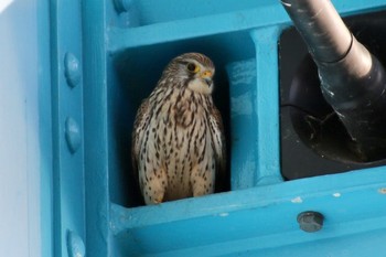 2019年3月14日(木) 紀ノ川の野鳥観察記録