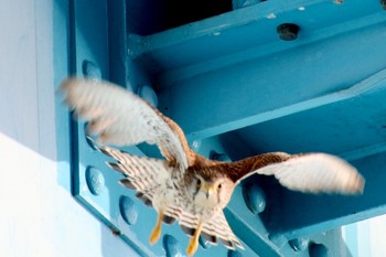 チョウゲンボウ 紀ノ川 2019年3月14日(木)