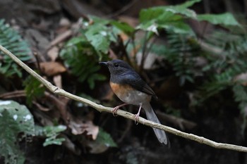 アカハラシキチョウ タイ 2019年2月21日(木)