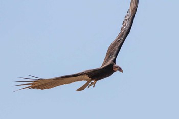 Lesser Yellow-headed Vulture El Chiru Tue, 1/8/2019