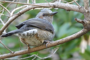 2019年3月14日(木) 有栖川宮記念公園の野鳥観察記録