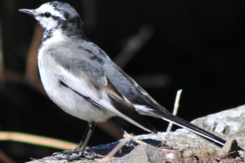 White Wagtail 埼玉県伊奈町 Thu, 3/14/2019