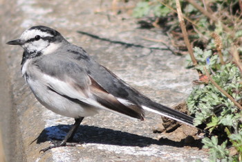 White Wagtail 埼玉県伊奈町 Thu, 3/14/2019