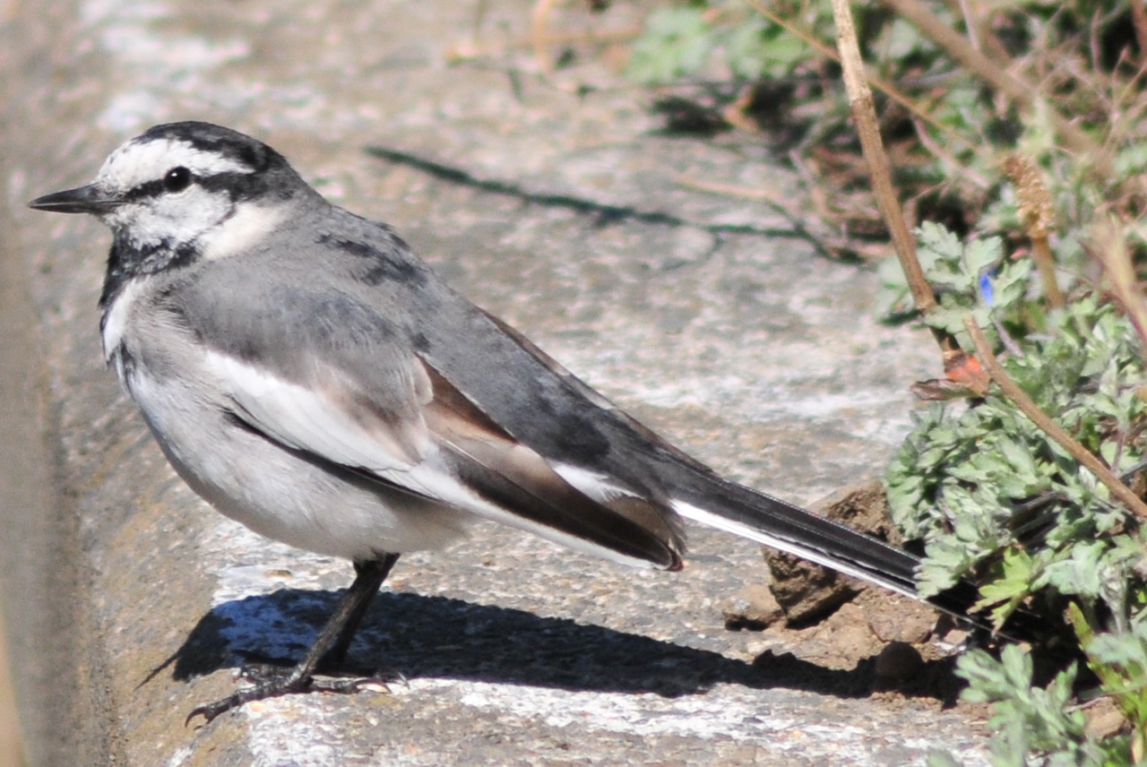 Photo of White Wagtail at 埼玉県伊奈町 by Lalxu