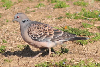 Thu, 3/14/2019 Birding report at 埼玉県蓮田市