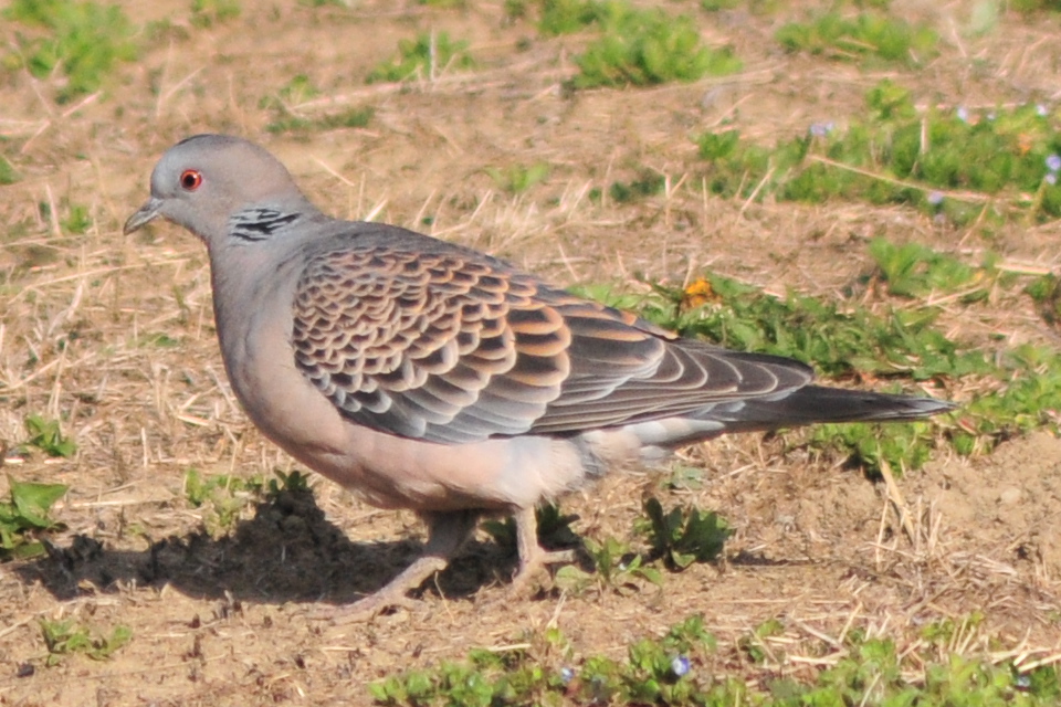 Photo of Oriental Turtle Dove at 埼玉県蓮田市 by Lalxu