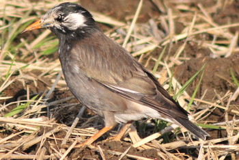 White-cheeked Starling 埼玉県蓮田市 Thu, 3/14/2019