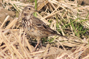 Water Pipit 埼玉県蓮田市 Thu, 3/14/2019