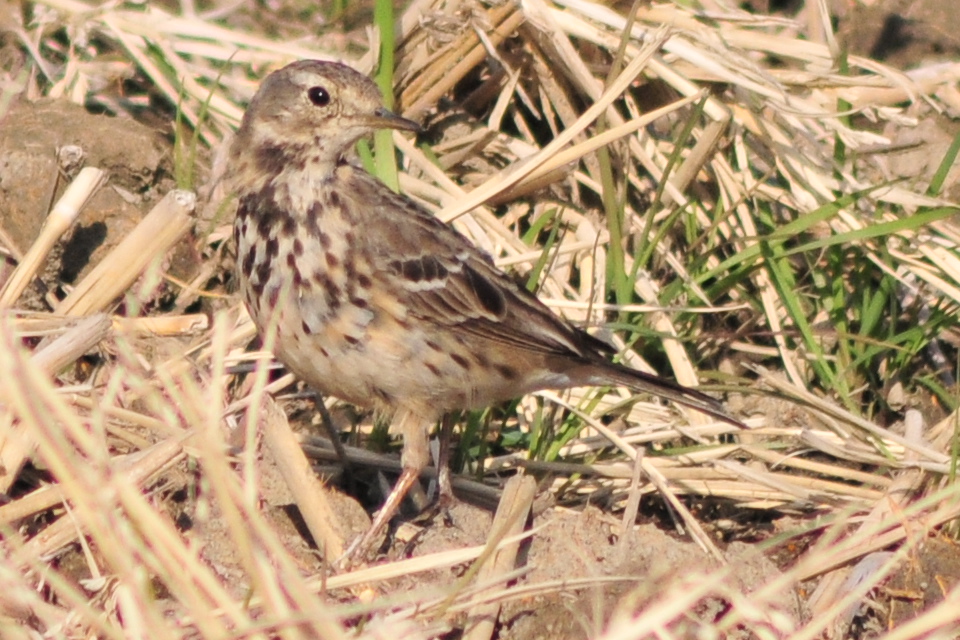 Photo of Water Pipit at 埼玉県蓮田市 by Lalxu