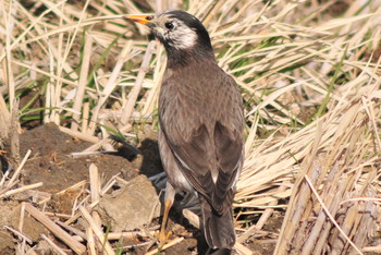 White-cheeked Starling 埼玉県蓮田市 Thu, 3/14/2019