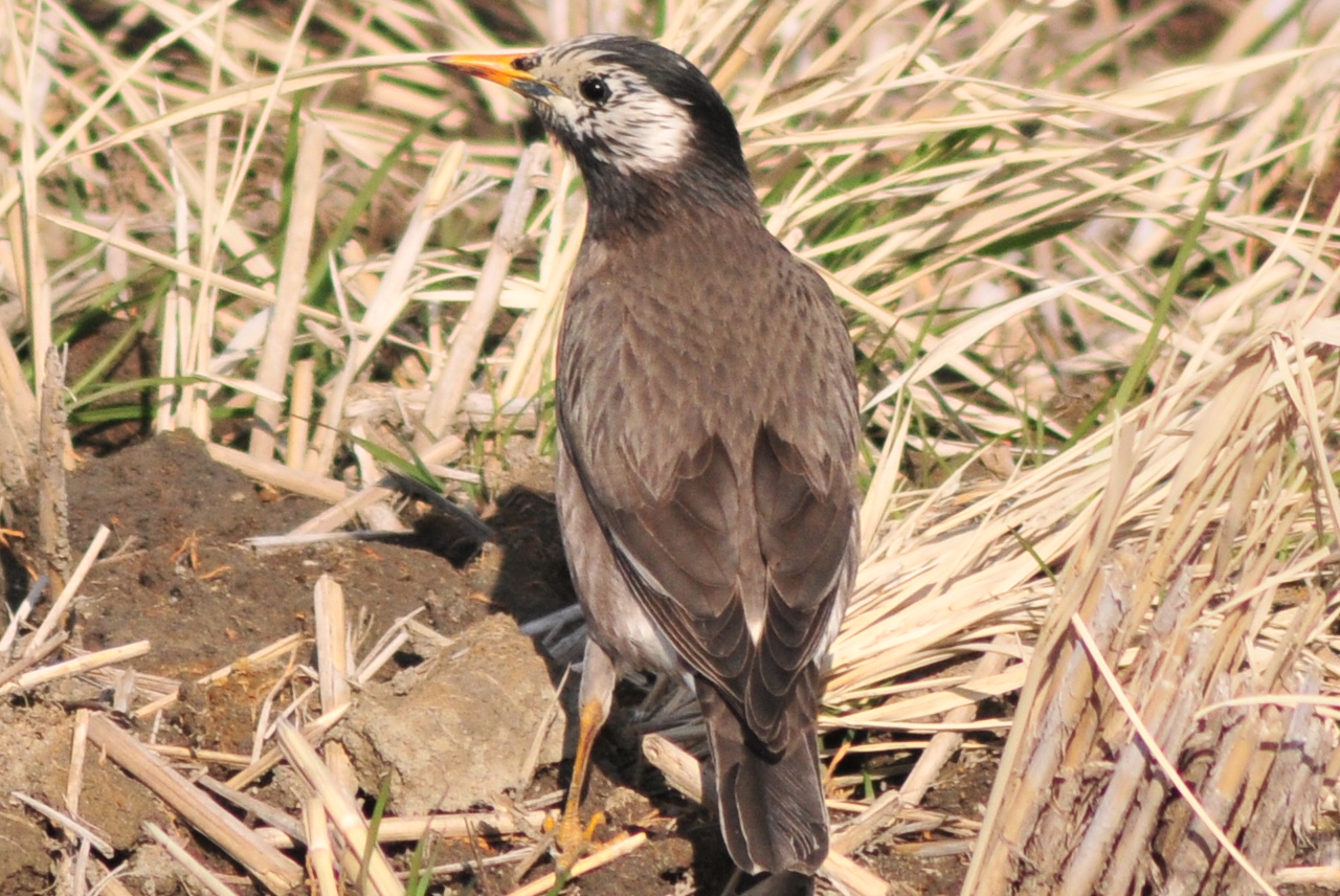 Photo of White-cheeked Starling at 埼玉県蓮田市 by Lalxu