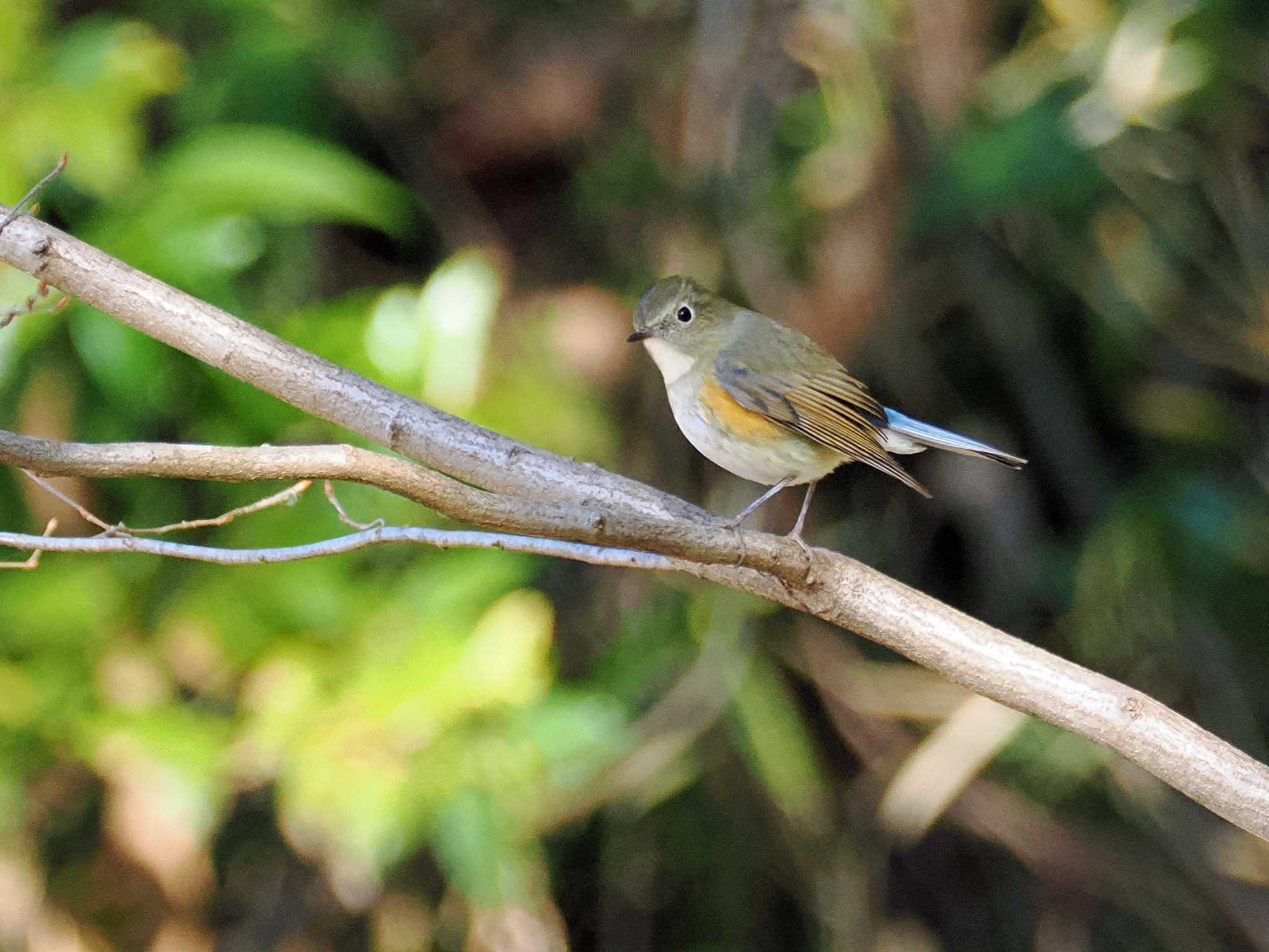 2025年1月1日(水) 千葉市昭和の森公園の野鳥観察記録 by ごろぞ 2025年1月1日(水) 千葉市昭和の森公園の野鳥観察記録 by ごろぞ