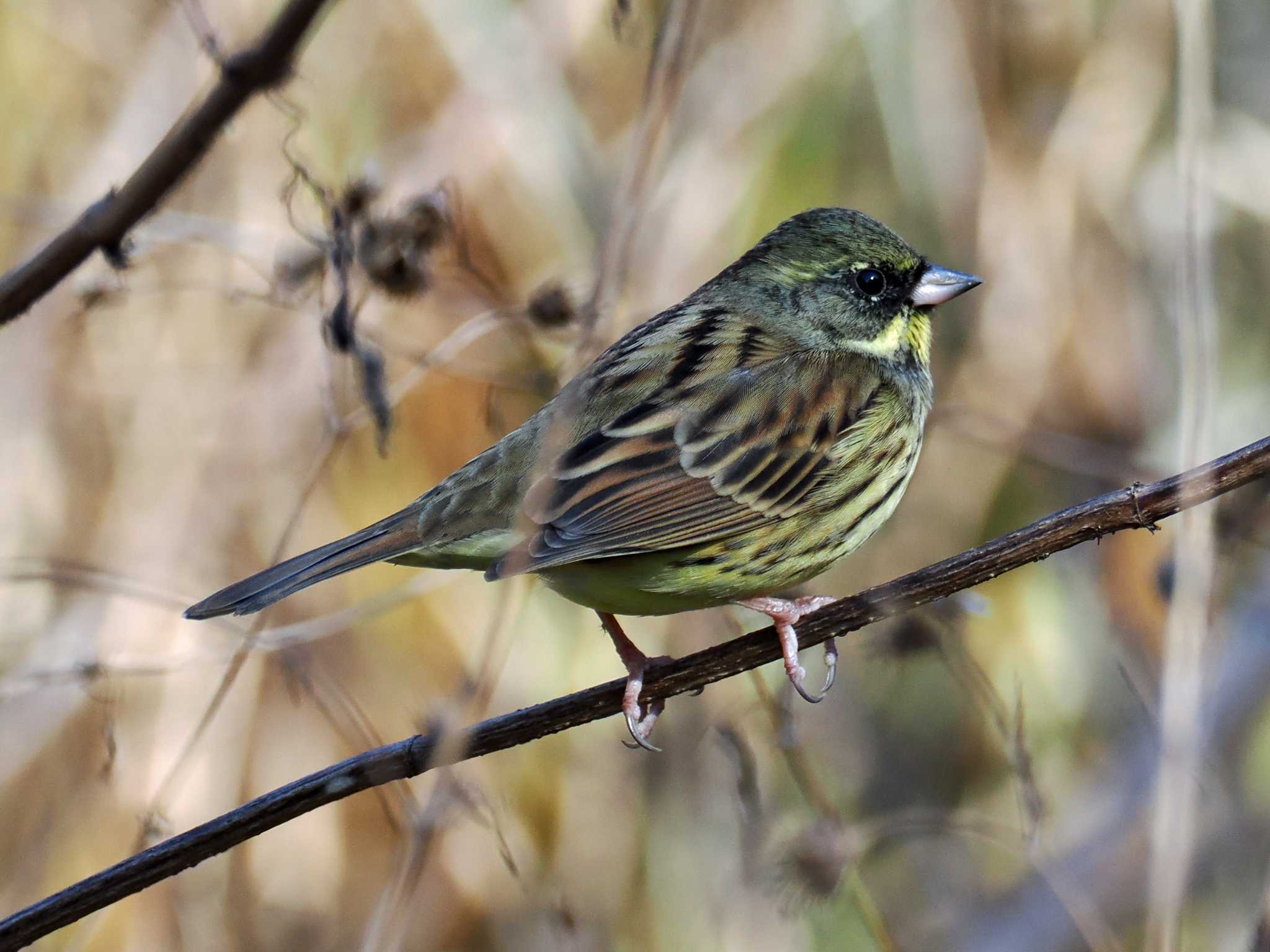 2025年1月1日(水) 千葉市昭和の森公園の野鳥観察記録 by ごろぞ 2025年1月1日(水) 千葉市昭和の森公園の野鳥観察記録 by ごろぞ