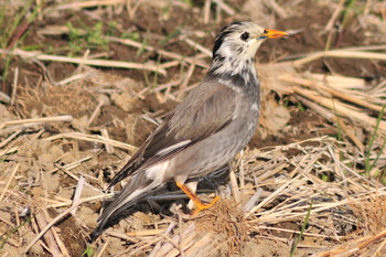 White-cheeked Starling 埼玉県蓮田市 Thu, 3/14/2019