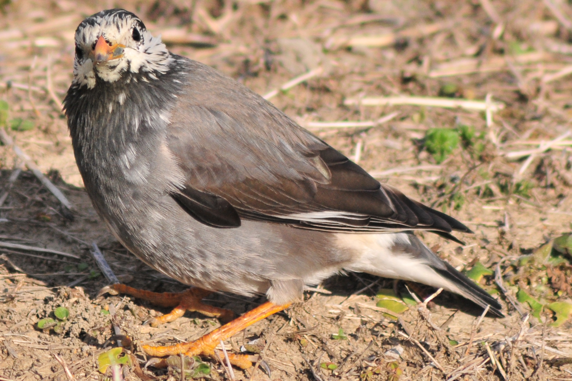 Photo of White-cheeked Starling at 埼玉県蓮田市 by Lalxu