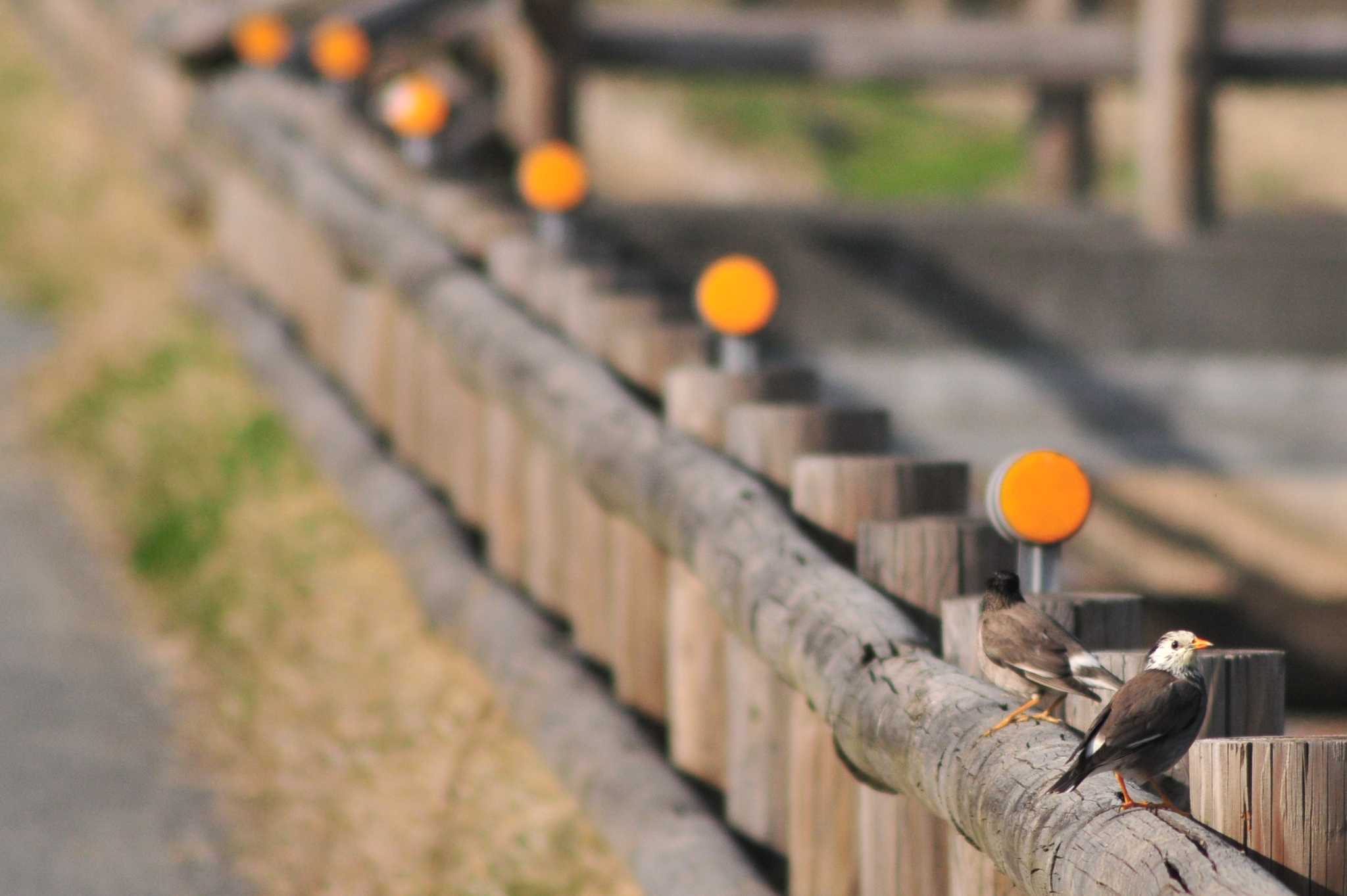 Photo of White-cheeked Starling at 埼玉県蓮田市 by Lalxu