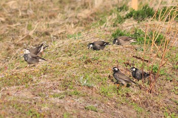 White-cheeked Starling 埼玉県蓮田市 Thu, 3/14/2019