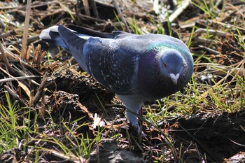 カワラバト 埼玉県蓮田市 2019年3月14日(木)