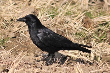 Carrion Crow 埼玉県蓮田市 Thu, 3/14/2019