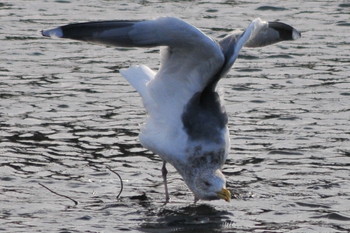 Thu, 3/14/2019 Birding report at 元荒川