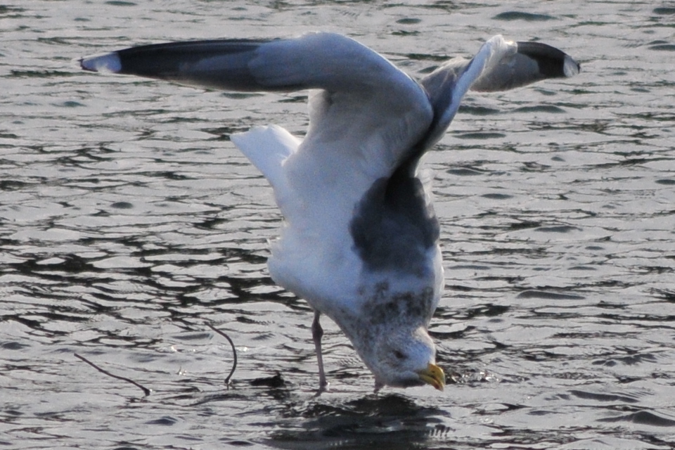 Photo of Vega Gull at 元荒川 by Lalxu