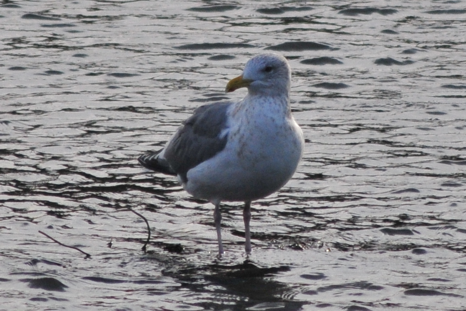 Photo of Vega Gull at 元荒川 by Lalxu