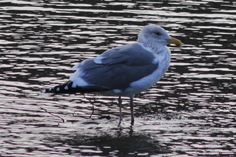 Photo of Vega Gull at 元荒川 by Lalxu