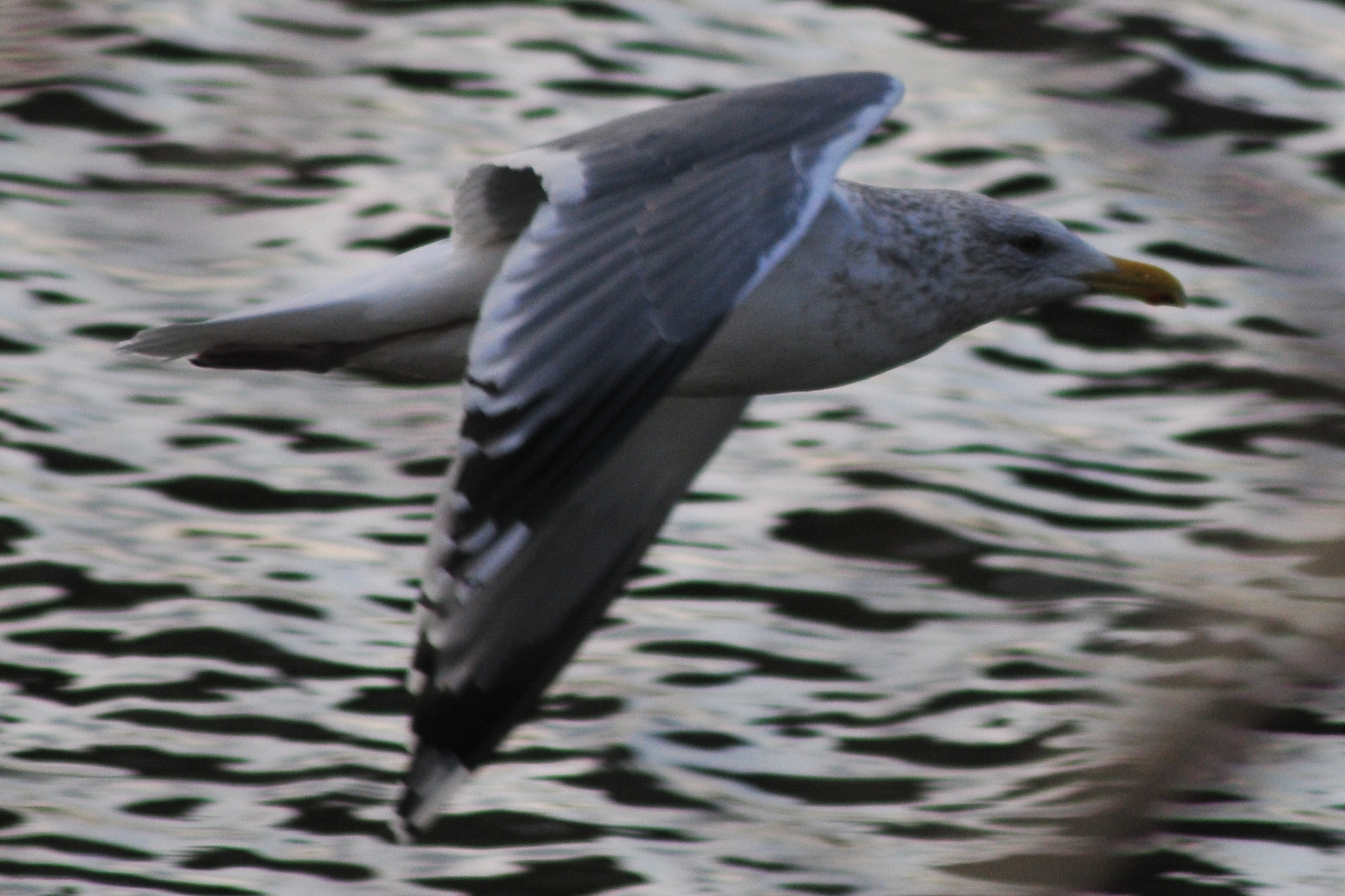 Photo of Vega Gull at 元荒川 by Lalxu