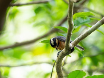 Varied Tit(amamii) Unknown Spots Mon, 3/11/2019