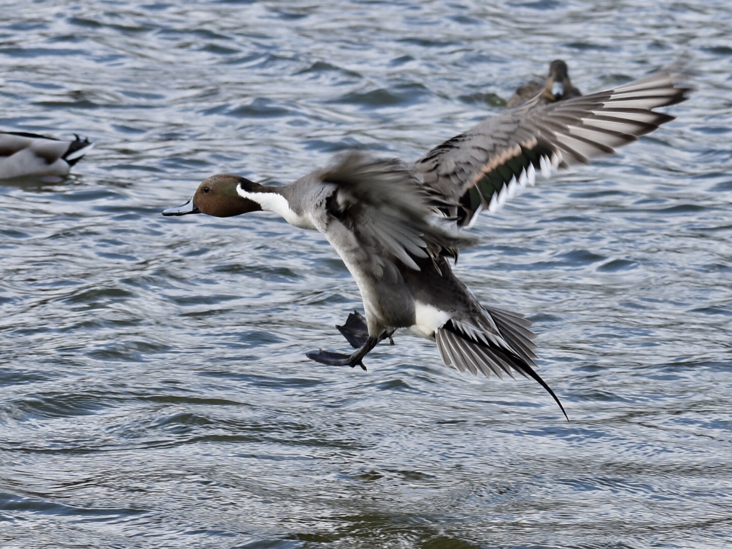 Photo of Northern Pintail at  by ヨウコ