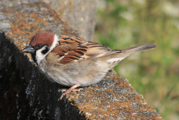 Eurasian Tree Sparrow 埼玉県蓮田市 Thu, 3/14/2019