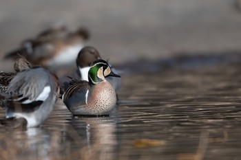 トモエガモ 場所が不明 2019年2月20日(水)