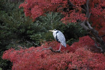 アオサギ 小石川後楽園 2017年11月19日(日)