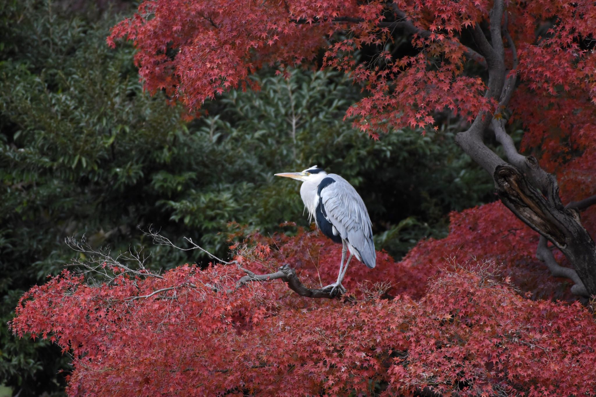 アオサギ