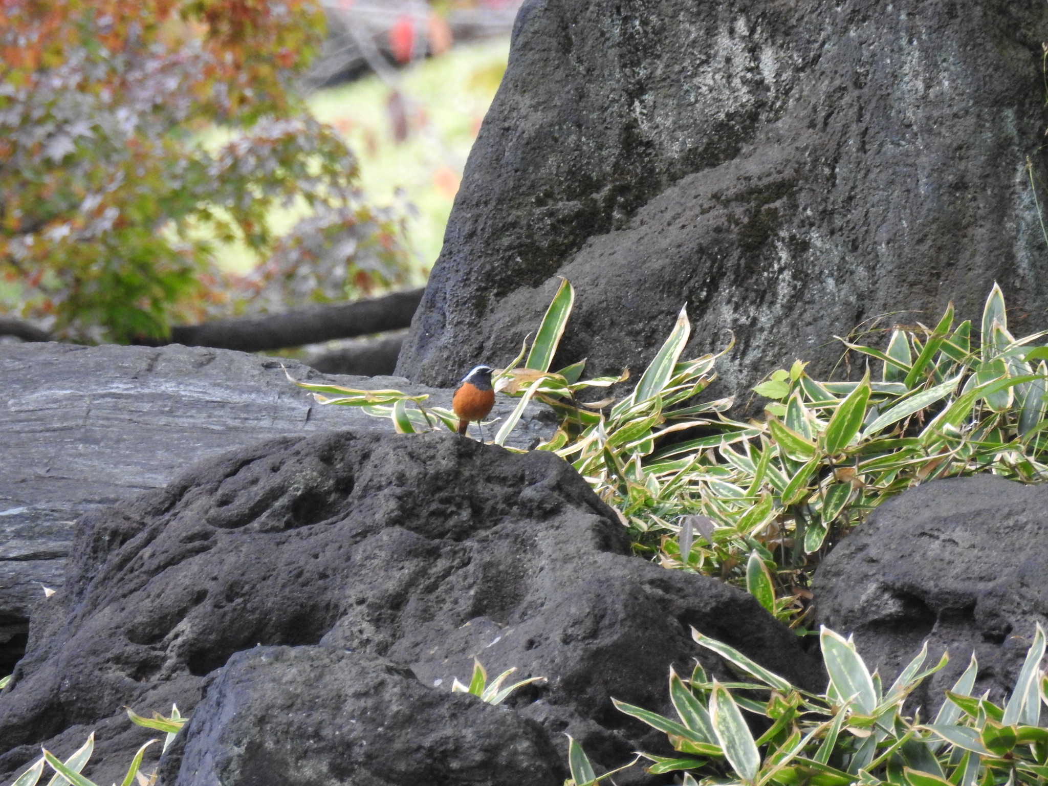 小石川後楽園 ジョウビタキの写真 by Hofstadter2303