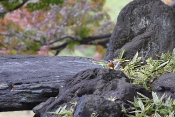 ジョウビタキ 小石川後楽園 2017年11月19日(日)