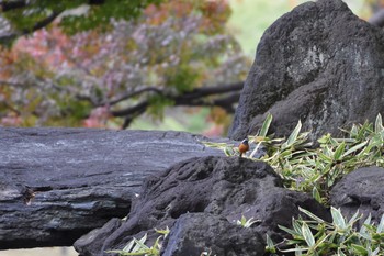 ジョウビタキ 小石川後楽園 2017年11月19日(日)