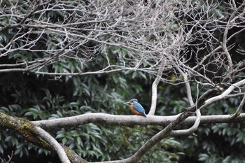 カワセミ 小石川後楽園 2017年11月19日(日)