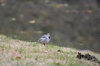 ハクセキレイ 小石川後楽園 2017年11月19日(日)