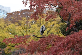 アオサギ 小石川後楽園 2017年11月19日(日)