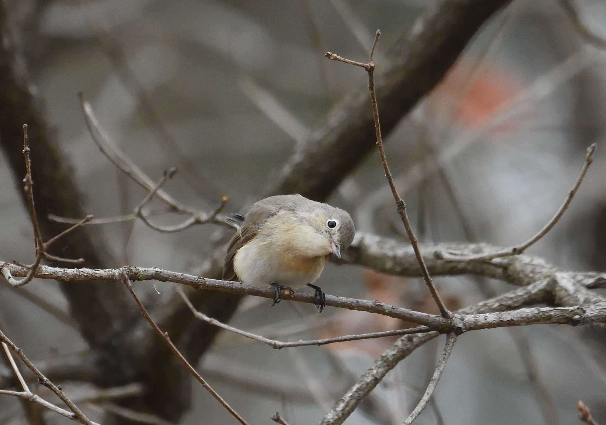 2025年1月2日(木) 清瀬金山緑地公園の野鳥観察記録 by Wood 2025年1月2日(木) 清瀬金山緑地公園の野鳥観察記録 by Wood