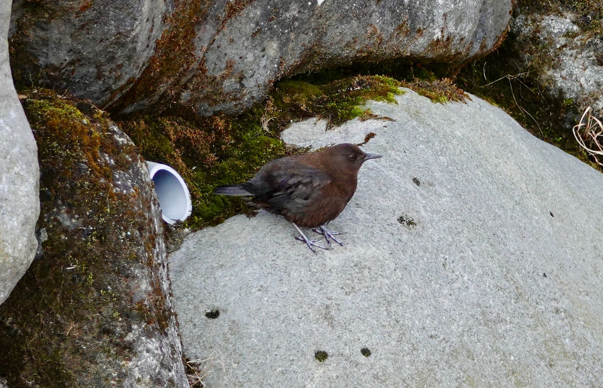 日光 カワガラスの写真 by のどか