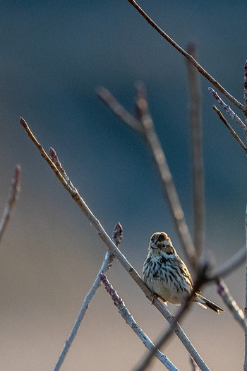 Little Bunting 山口県山口市 Mon, 3/11/2019