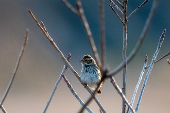 Little Bunting 山口県 山口市 Mon, 3/11/2019