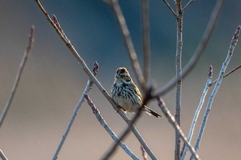 コホオアカ 山口県 山口市 2019年3月11日(月)