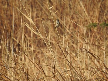 Chestnut-eared Bunting 愛媛県　新居浜市 Fri, 3/15/2019