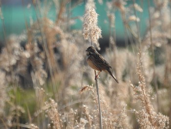 Chestnut-eared Bunting 愛媛県　新居浜市 Fri, 3/15/2019