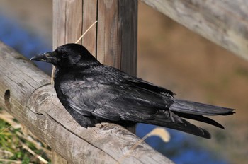 Carrion Crow 埼玉県蓮田市 Thu, 3/14/2019