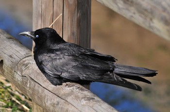 Carrion Crow 埼玉県蓮田市 Thu, 3/14/2019